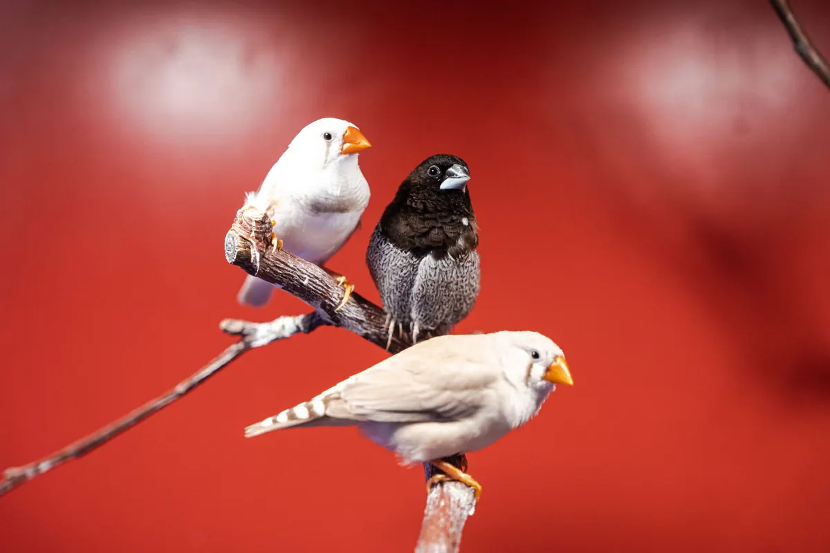House Finch or Purple Finch? A Side-by-Side Guide to Telling Them Apart
