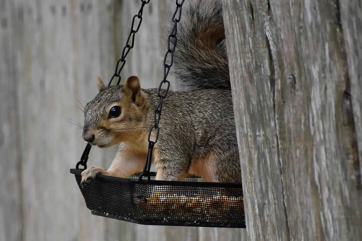 Trail Camera vs. Bird Feeder Camera: Which One Should You Buy?