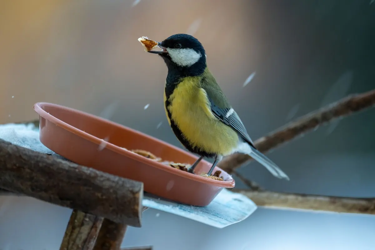 Winter Bird Feeding: What to Put Out From November Through February